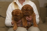 puppies monique de haas 4 dec.2007 040